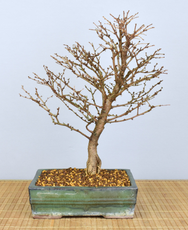 Bonsai Outdoor, Japanische Lärche (Larix kaempferi)